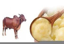 Gir Cow Ghee – 1 kg