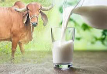 Gir Cow Milk – 1 Litre